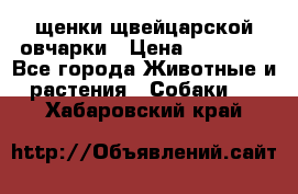 щенки щвейцарской овчарки › Цена ­ 15 000 - Все города Животные и растения » Собаки   . Хабаровский край